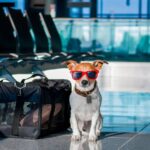 Si va a viajar con su mascota, tenga en cuenta estas recomendaciones