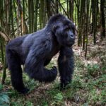 Como é estar lado a lado dos gorilas de Ruanda no Parque Nacional dos Vulcões