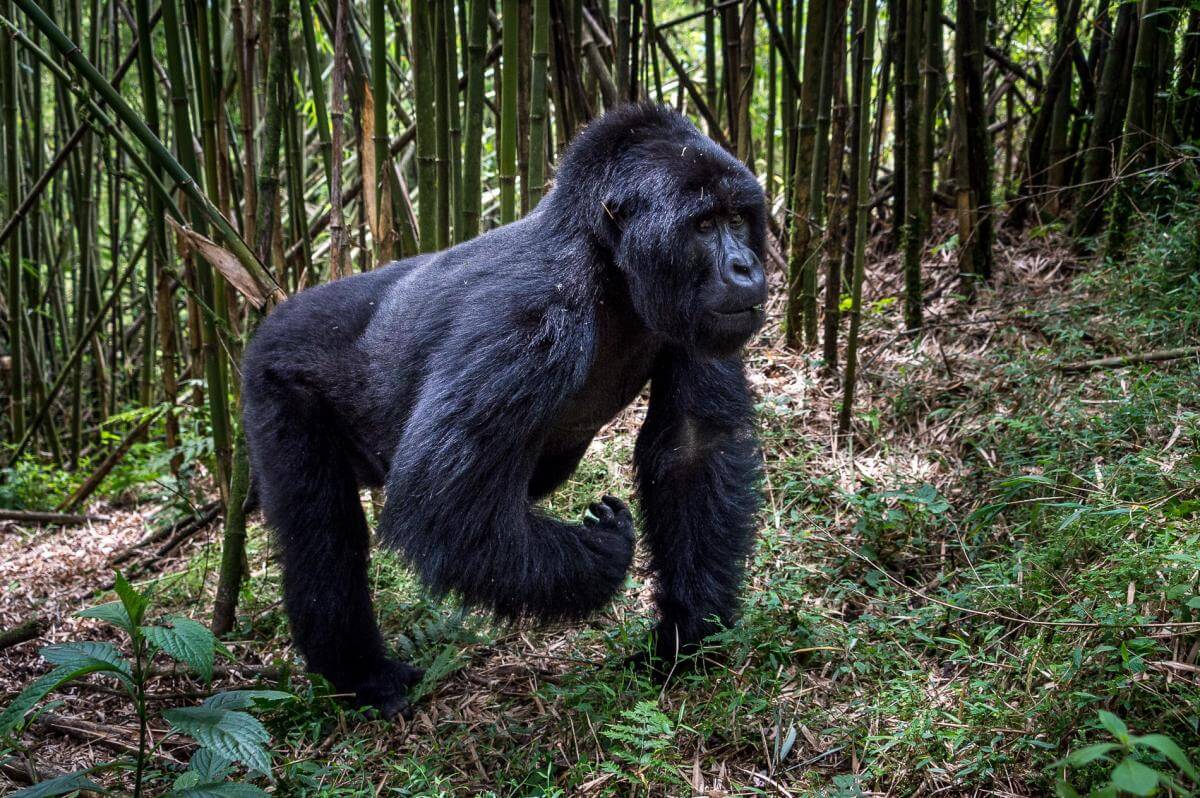 Como é estar lado a lado dos gorilas de Ruanda no Parque Nacional dos Vulcões