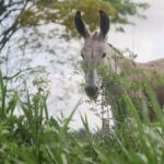 Justiça suspende abate de jumentos no Brasil para exportação à China | Agronegócios