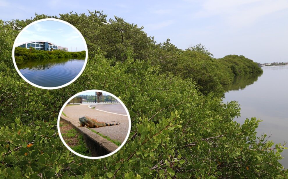 Manglar, sustento de flora y fauna.