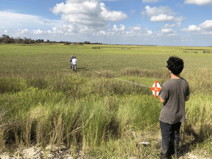Salt marsh grass on Georgia’s coast gets nutr