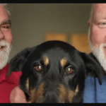 gay dog 1
