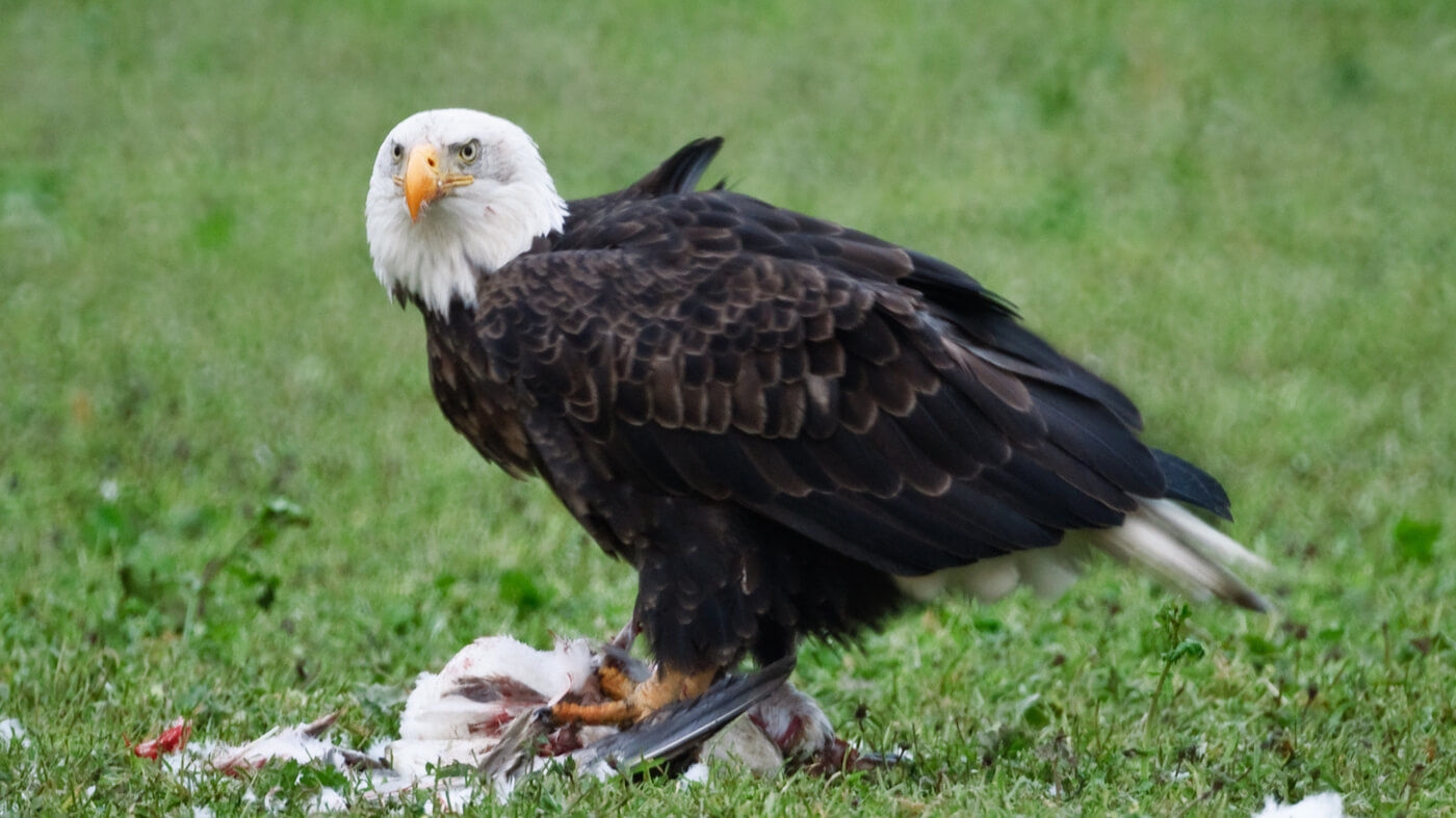 La nueva gripe aviar mortal infecta a las aves silvestres y puede no desaparecer: NPR