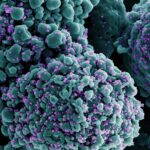 Study: SARS-CoV-2 Omicron boosting induces de novo B cell response in humans. Image Credit: NIAID